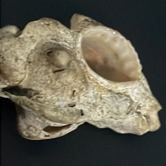 Calcified Sea Shell Interesting Fossil Specimen (Unknown Origin) - Picture 7 of 11